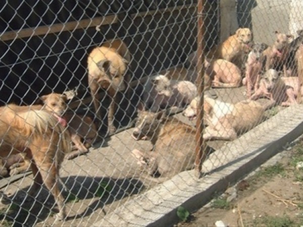 Cani randagi in Romania 2