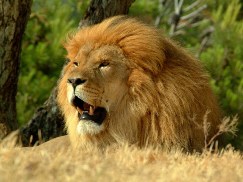 leone africano