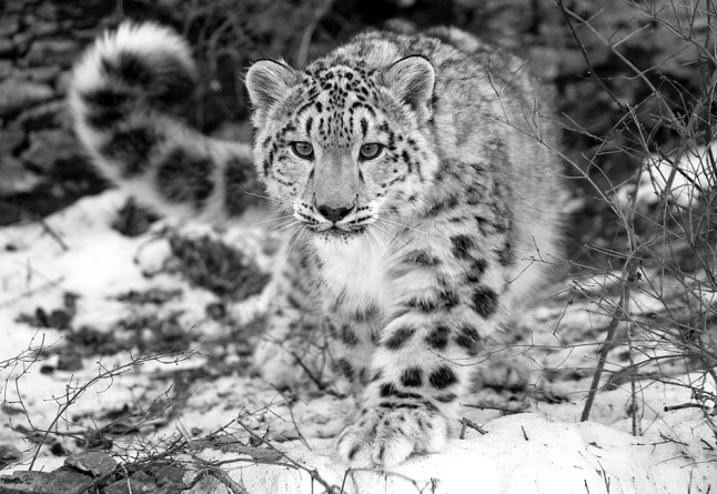 leopardo delle nevi