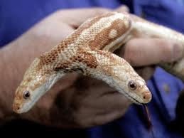 Serpenti