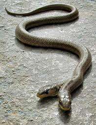 Serpenti 2