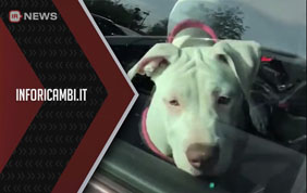Animali sotto il sole in auto: come salvarli senza commettere reato?