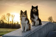 Porte aperte dei bus a cani e gatti in Friuli
