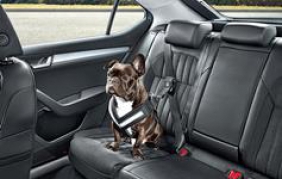 Così il tuo cane viaggia in sicurezza con te