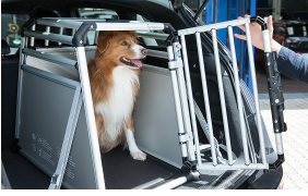 Trasporta il tuo cane in auto in completa sicurezza