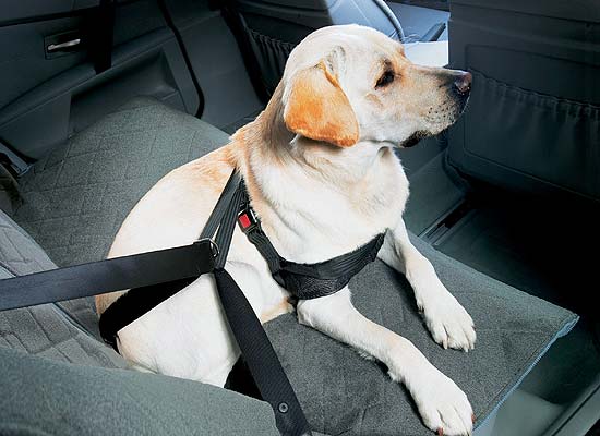 Labrador in automobile