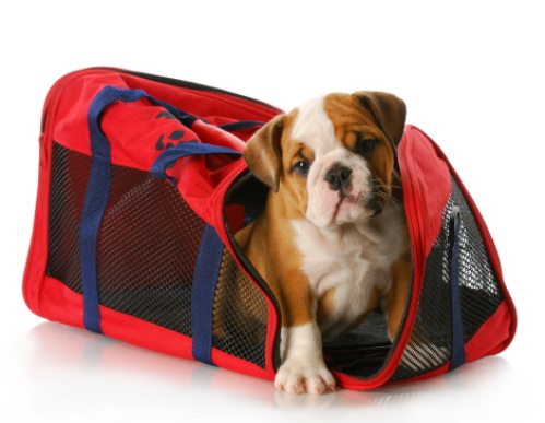Cane nel trasportino