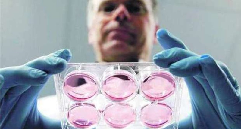 cellule staminali prese da muscolo bovino