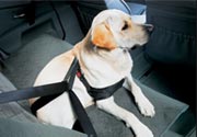 TRASPORTARE UN CANE IN AUTO? ECCO COSA DICE LA NUOVA LEGGE