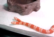 Il serpente albino con due teste